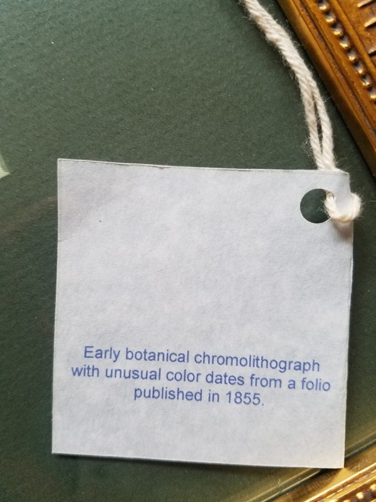 Siphocampylus glandulosus