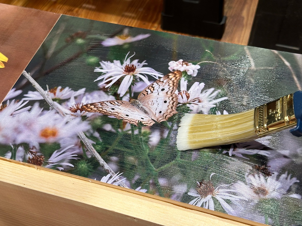 wheat-pasting butterfly 